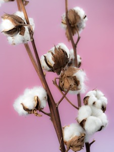 close up of cotton flowers on pink background