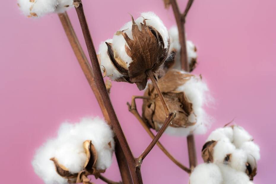 close up of cotton flowers on pink background